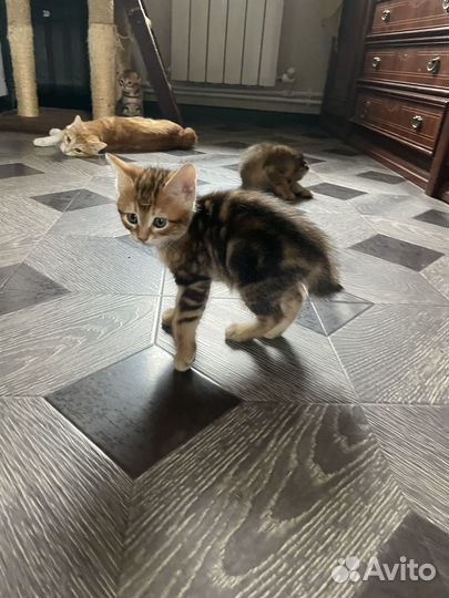 Курильский бобтейл