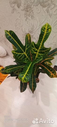 Комнатные цветы Кротон