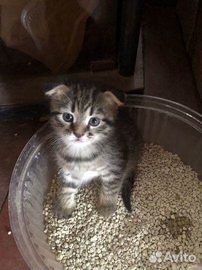 Котята бесплатно