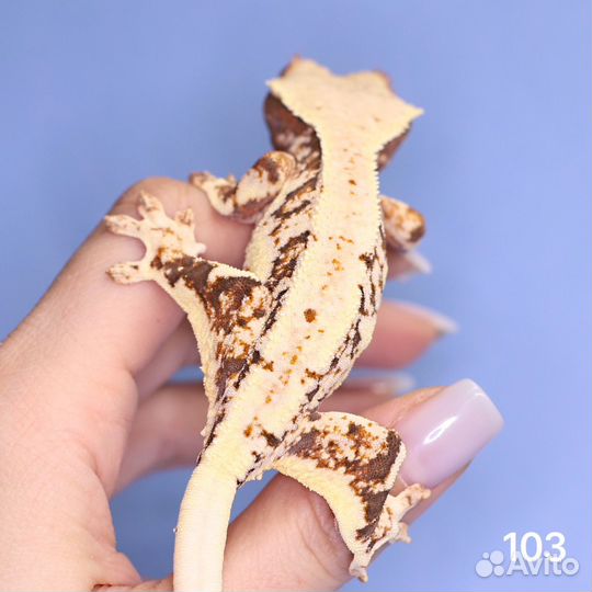 Реснитчатый бананоед самка лилливайт