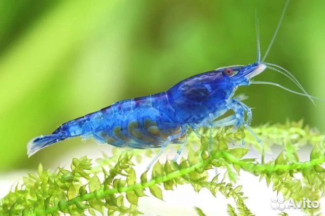 Аквариумные креветки