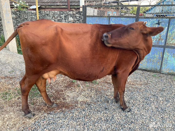 Корова стельная дойная