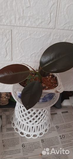 Фикус, эуфорбия