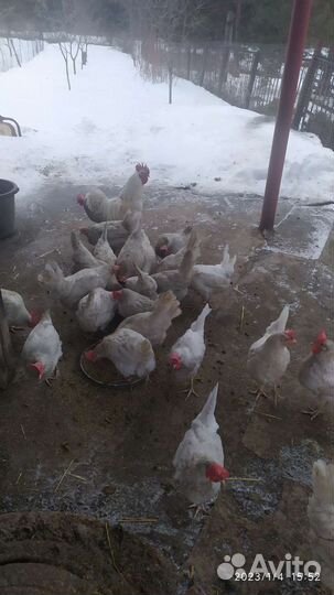 Домашнее яйцо