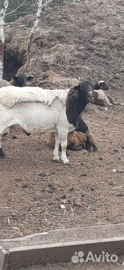 Овцы бараны ягнята