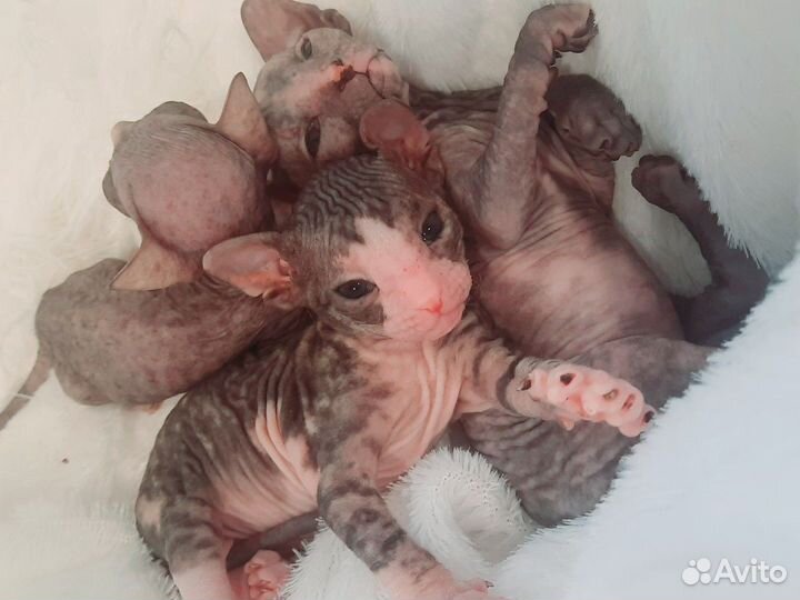 Донской сфинкс котята