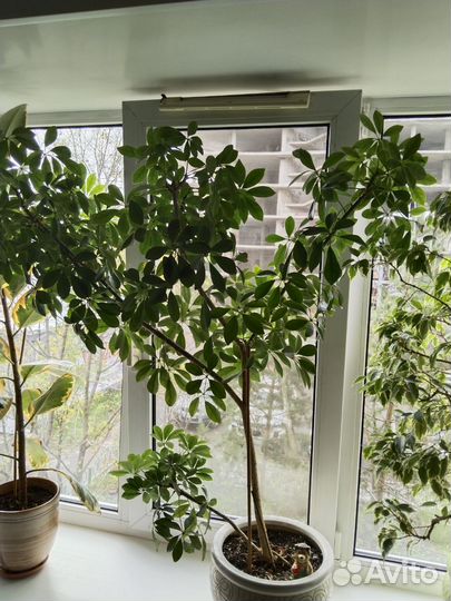 Комнатные цветы шефлера