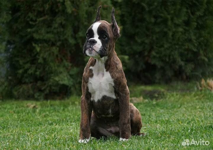 Щенок боксера. Девочка