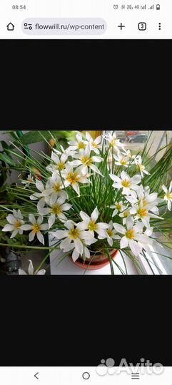 Зефирантес выскочка