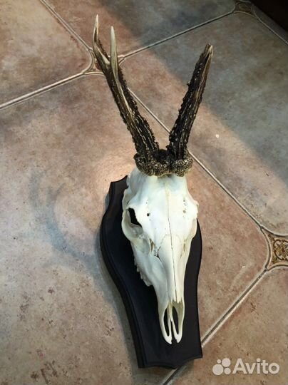 Череп с рогами косули на медальоне