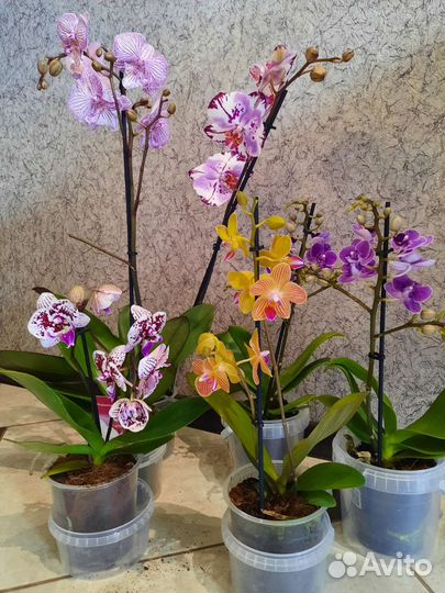 Орхидея фаленопсис