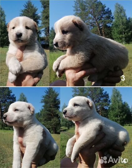 Щенки алабая