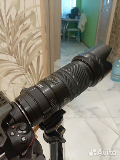 Sigma 70-200 apo os nikon