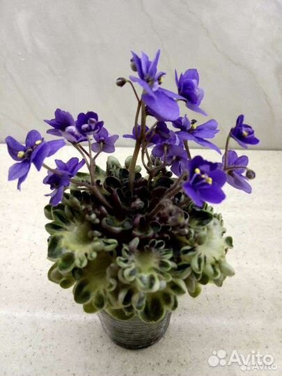 Бегонии, фиалки, пеперомии