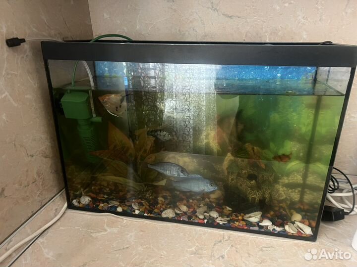 Аквариум