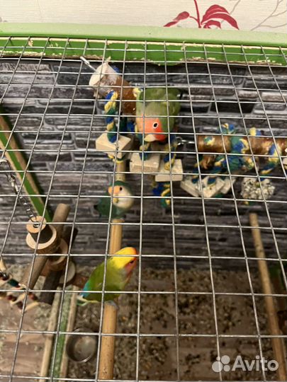 Попугай неразлучники