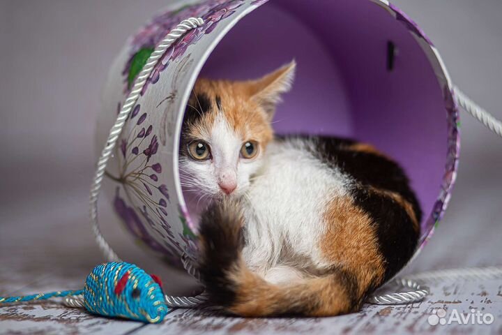 Котёнок девочка трёхцветная