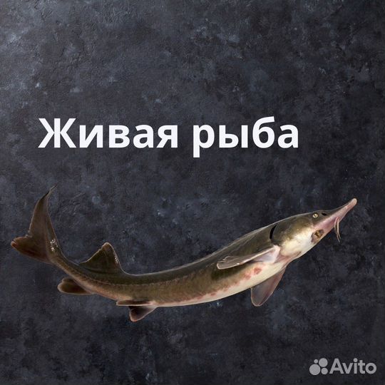 Рыба живая с доставкой
