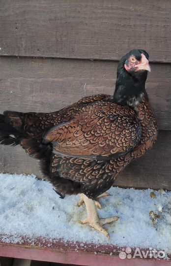 Куры Корниш инкубационное яйцо