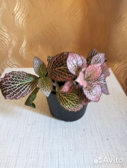 Комнатные цветы