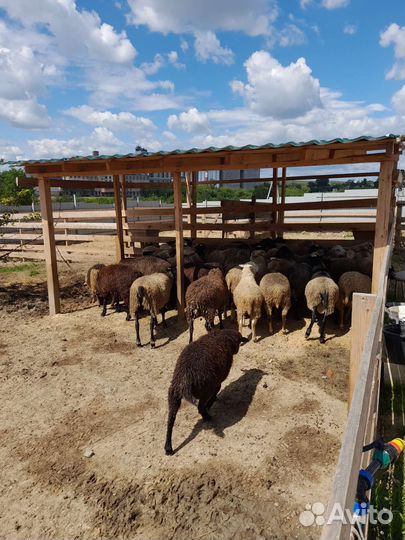 Овцы,ягнята