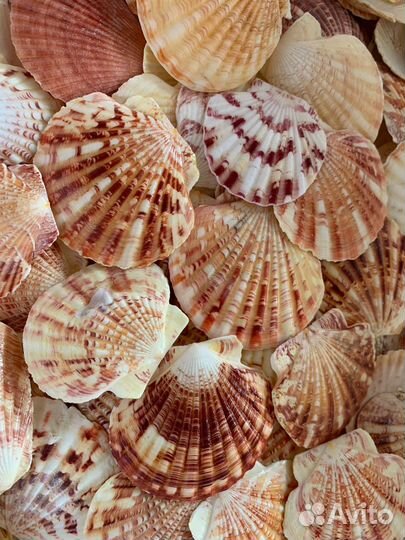 Ракушки морские 1кг