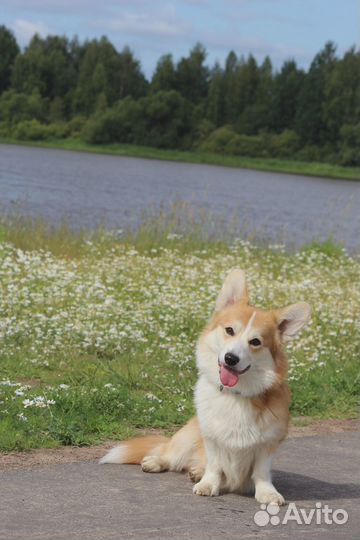 Вязка (вельш-корги пемброк)