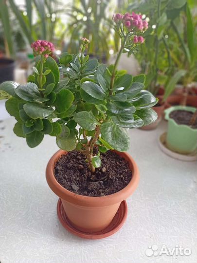 Цветы Каланхоэ в ассортимете