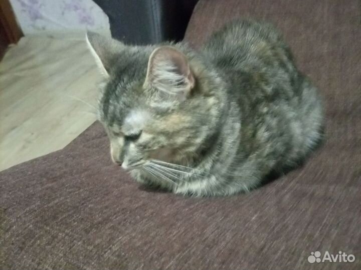 Кошка
