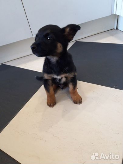 Щенки бесплатно