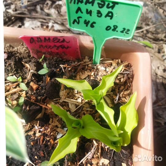 Хосты малышки