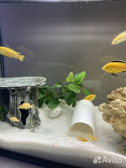 Лабидохромис еллоу