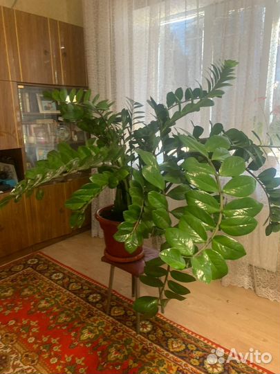 Замиокулькас