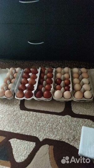 Домашнее мясо кур, яйца куриные домашние