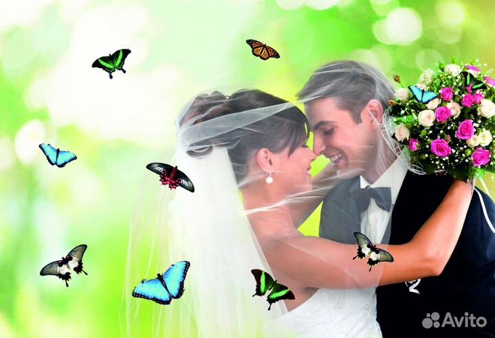 Салют из 20 Живых Тропических Бабочек с/б-303