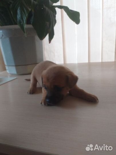 Той-терьер щенки