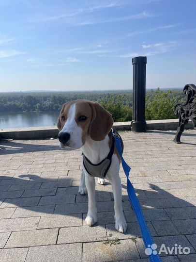 Вязка бигль