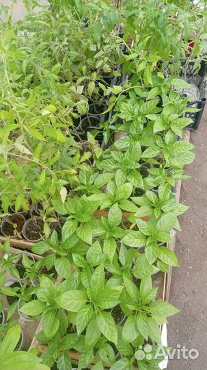 Рассада (перец,помидор)