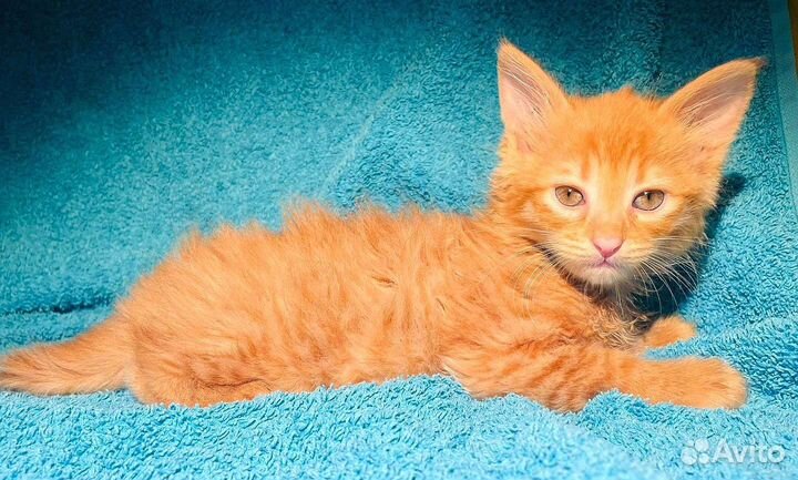 Котёнок рыжая девочка