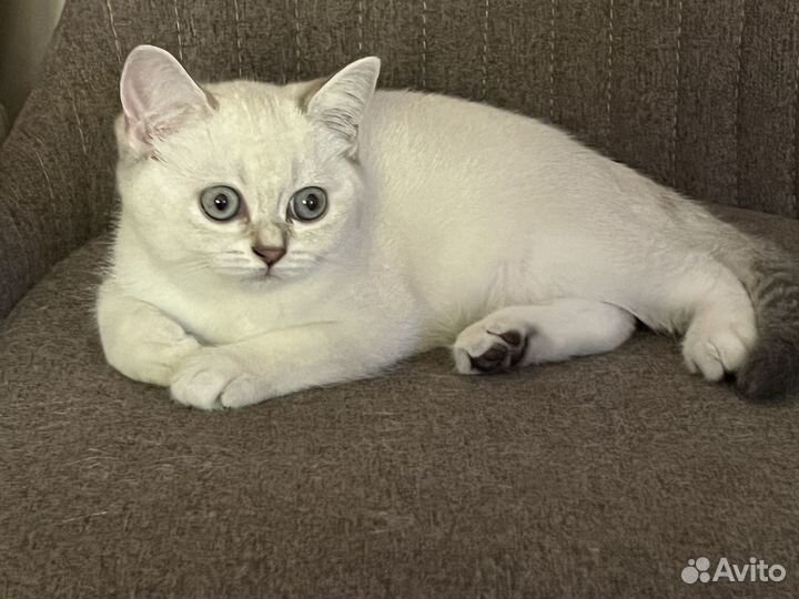 Породистые котята