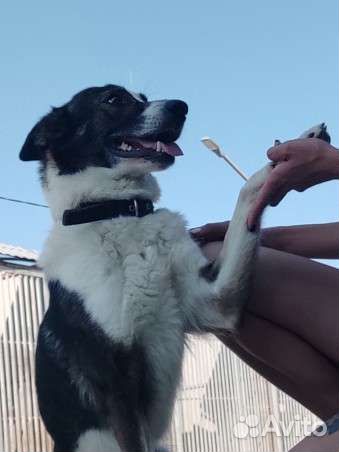 Собака компаньон