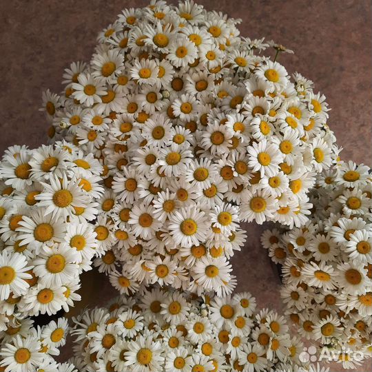 Ромашки букет