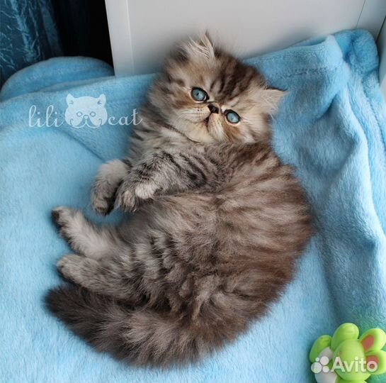 Персидская