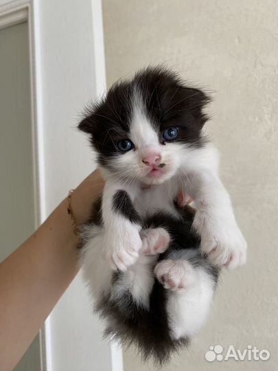 Шотландские вислоухие котята