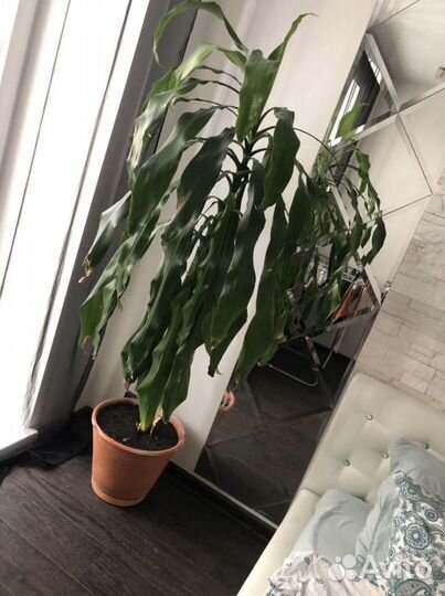 Пальма юкка