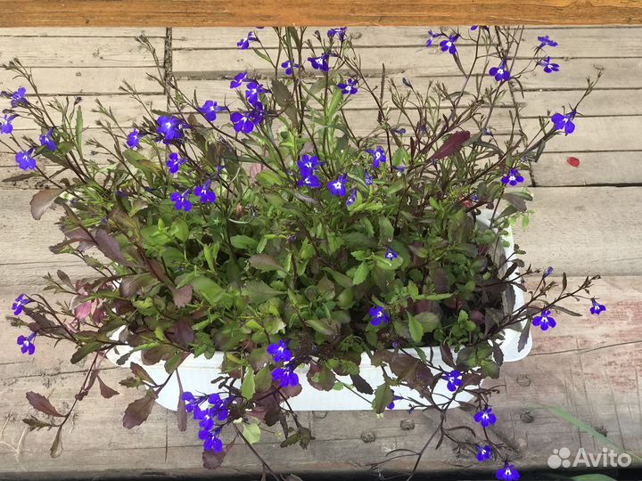 Рассада лобелии