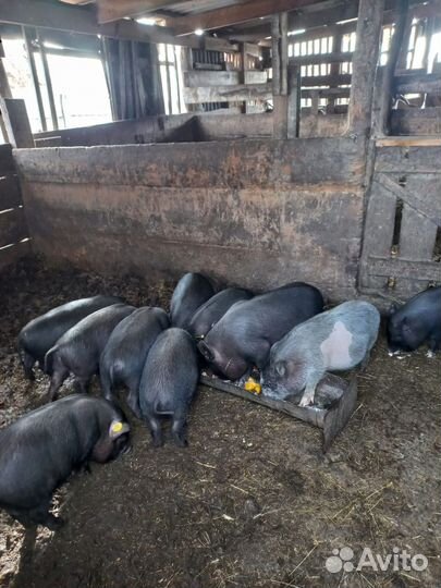 Вьетнамские поросята