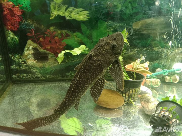 Птеригоплихт (Парчовый сом)