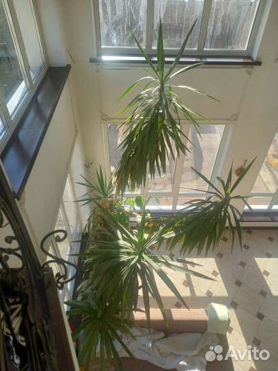 Пальма юкка