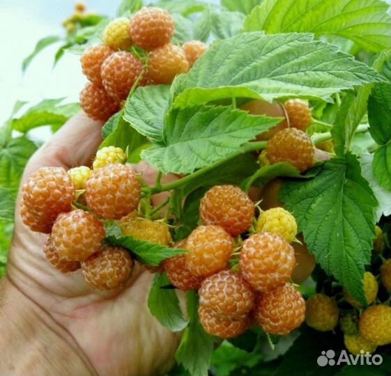 Саженцы малины желтый кумберленд